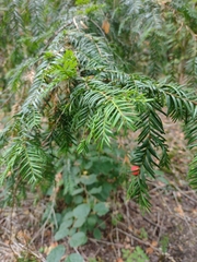 Taxus baccata