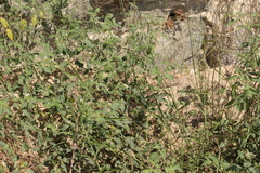 Solanum chenopodioides