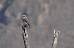 Ochthoeca leucophrys