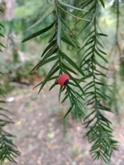 Taxus baccata