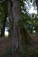 Thamnobryum