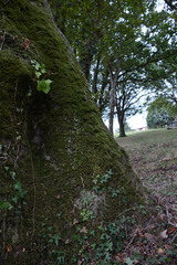 Thamnobryum