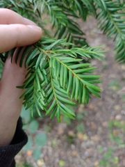 Taxus baccata