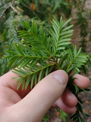 Taxus baccata
