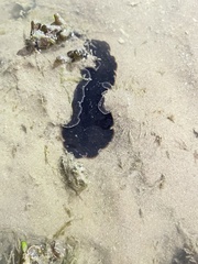 Pseudobiceros hancockanus