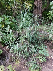 Senecio cinerarioides