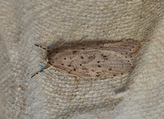 Stictochila