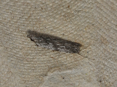 Holocola melanographa