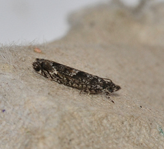 Holocola triangulana