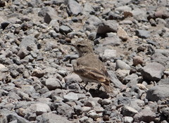 Geositta crassirostris