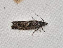 Holocola triangulana