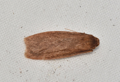 Scoliacma pactolias