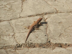 Meroles cuneirostris
