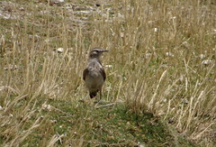 Geositta crassirostris