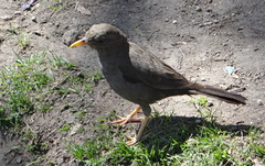 Turdus chiguanco