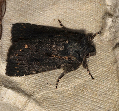 Dasygaster epundoides