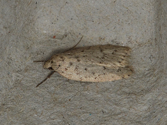 Stictochila