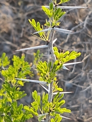 Vachellia rigidula