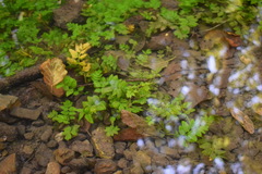 Berula
