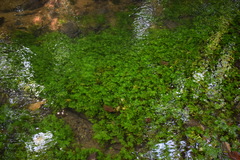 Berula