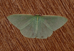 Chlorocoma assimilis