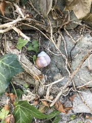 Helix pomatia