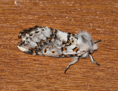 Aglaosoma periblepta