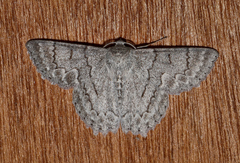 Crypsiphona tasmanica