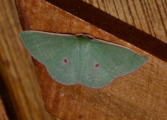 Chlorocoma cadmaria