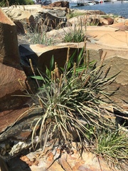 Plantago maritima juncoides