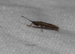 Paromius gracilis