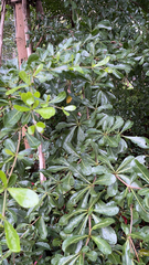 Terminalia mantaly
