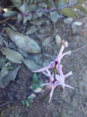 Disa biflora