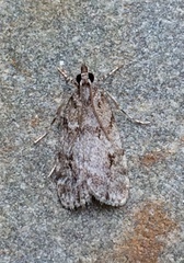 Scoparia basalis
