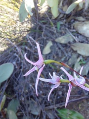 Disa biflora