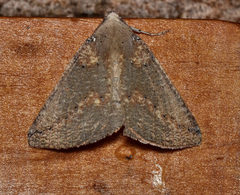 Cassythaphaga macarta