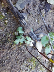 Disa biflora