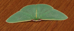 Chlorocoma assimilis