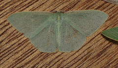 Chlorocoma assimilis