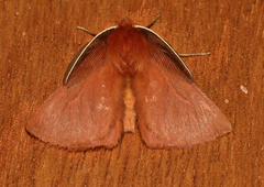 Pterolocera leucocera