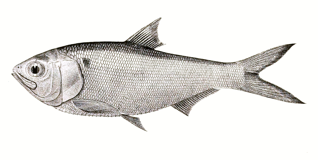 Indian River Shad