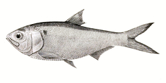 Indian River Shad photo 1