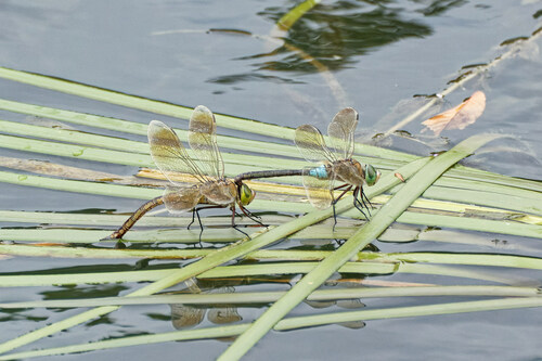 Lesser Emperor photo 6