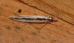 Trachydora centromela