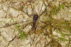 Neopantopsalis pentheter