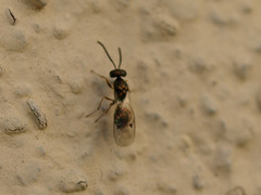 Miscogastrinae