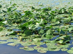 Nuphar lutea