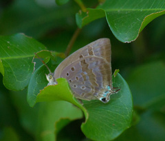 Arhopala eupolis