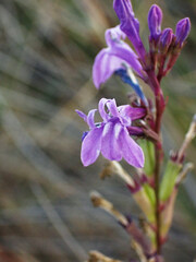 Lobelia urens