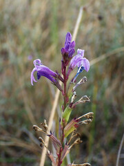 Lobelia urens